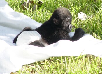 Bangori Baby Western Lowland Gorilla - Bangori gets a bath